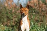 BASENJI 022